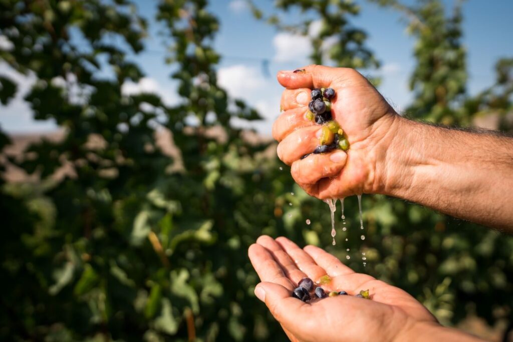 Armenia turismo del vino